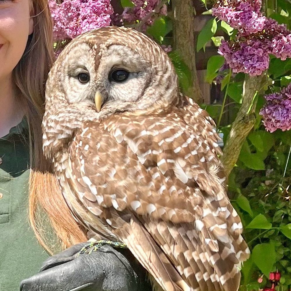 Aldo, Barred Owl Avian Ambassador
