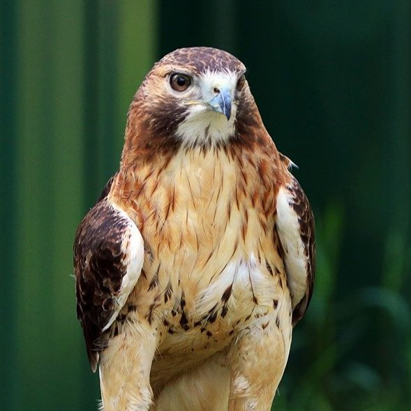 Archie, Red-tailed Hawk Avian Ambassador