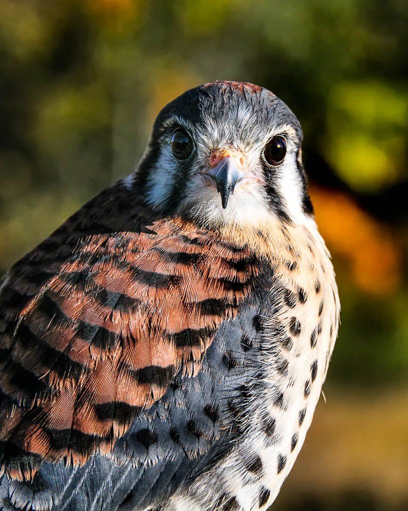 Benji, American Kestrel Avian Ambassador
