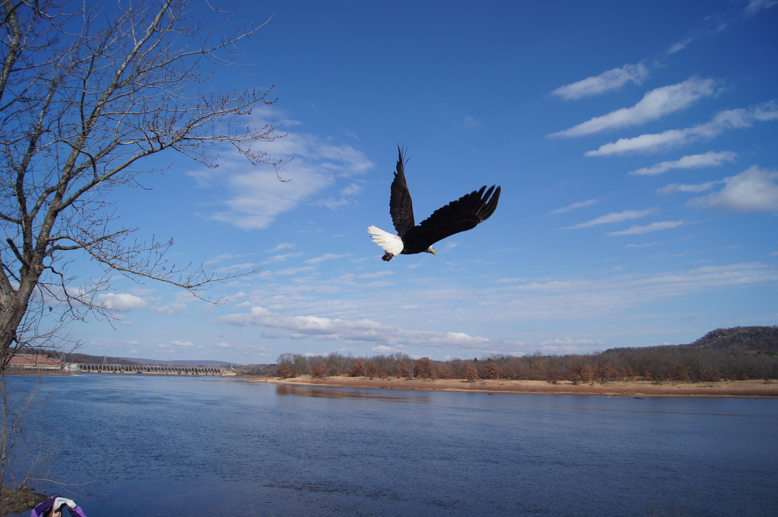 A rehabilitated bald eagle flying over open water after release