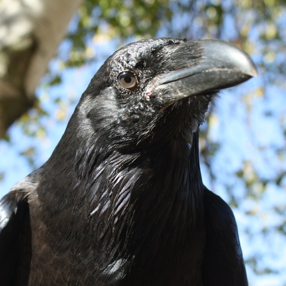 Eclipse, Common Raven Avian Ambassador