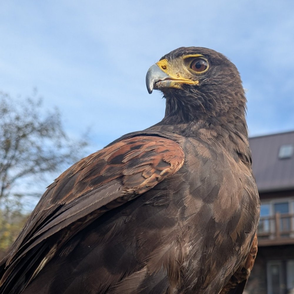 Fang, Harris's Hawk Avian Ambassador