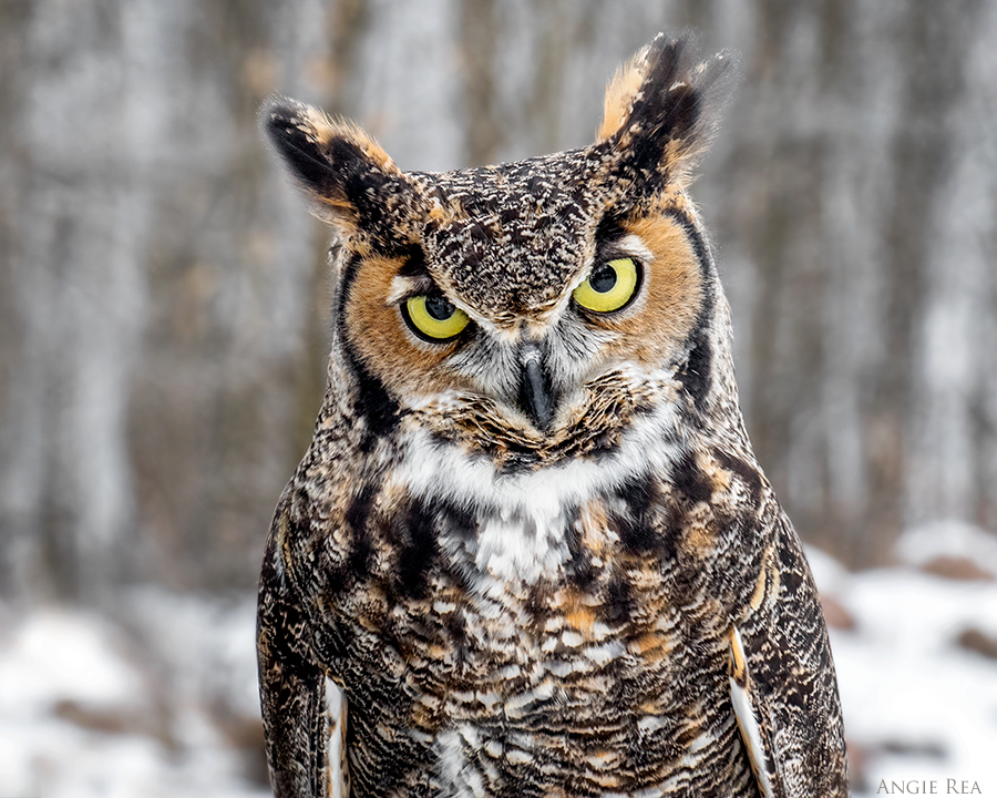 Fonzie, Great Horned Owl Avian Ambassador