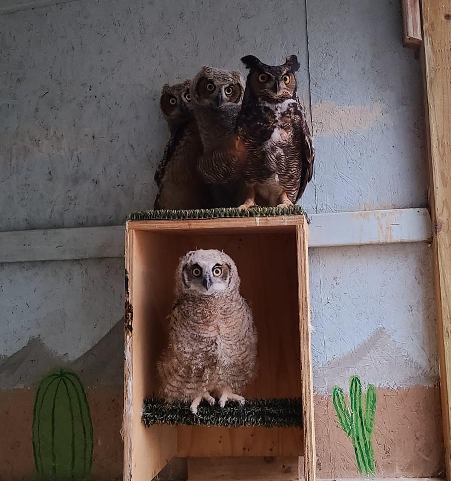 Young great horned owls with an adult foster owl at REGI