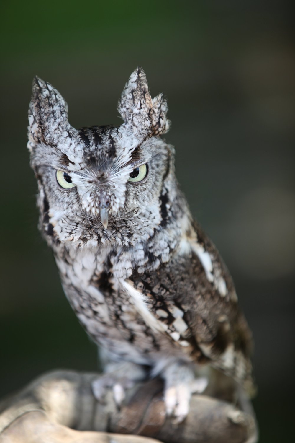 Jasper, Eastern Screech-Owl Avian Ambassador