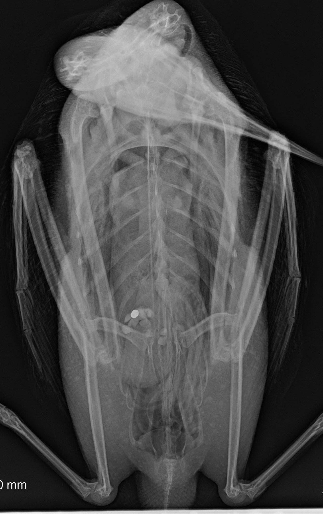 Radiograph of a common loon showing ingested lead tackle