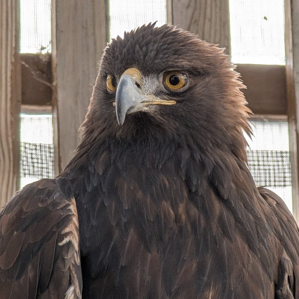 Leo, Golden Eagle Avian Ambassador