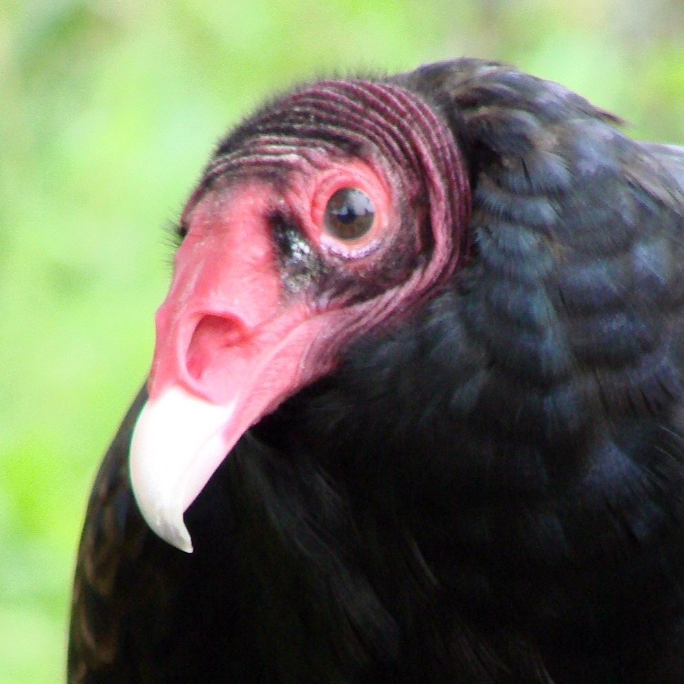 Morrie, Turkey Vulture Avian Ambassador