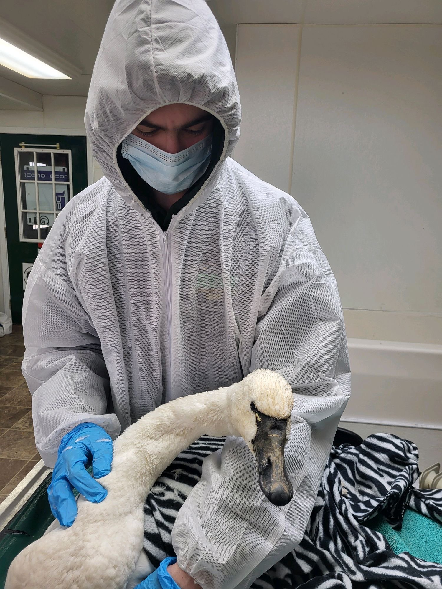 A REGI team member providing specialized care to a native trumpeter swan