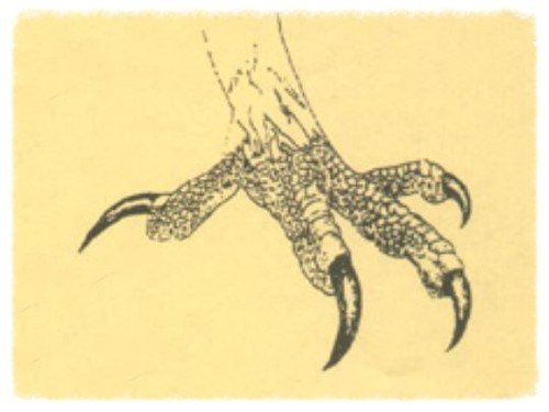 Step 02: Secure the talons