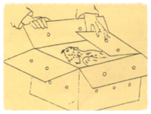 Step 03: Box and transport