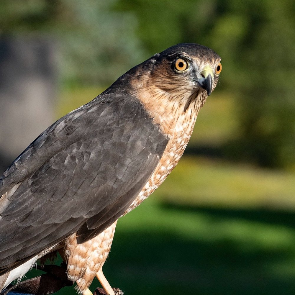 Rey, Sharp-shinned Hawk Avian Ambassador