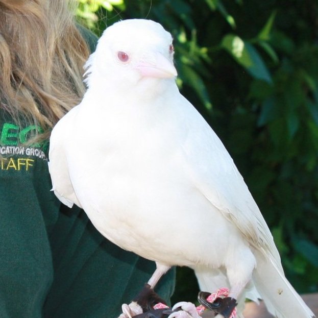 Rosie, American Crow Avian Ambassador