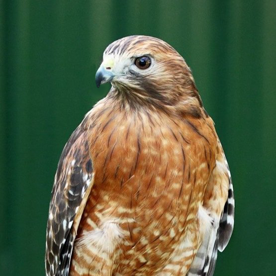 Ruby, Red-shouldered Hawk Avian Ambassador