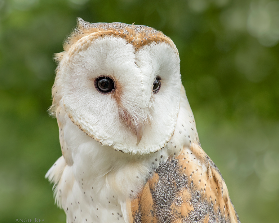 Storm, Barn Owl Avian Ambassador