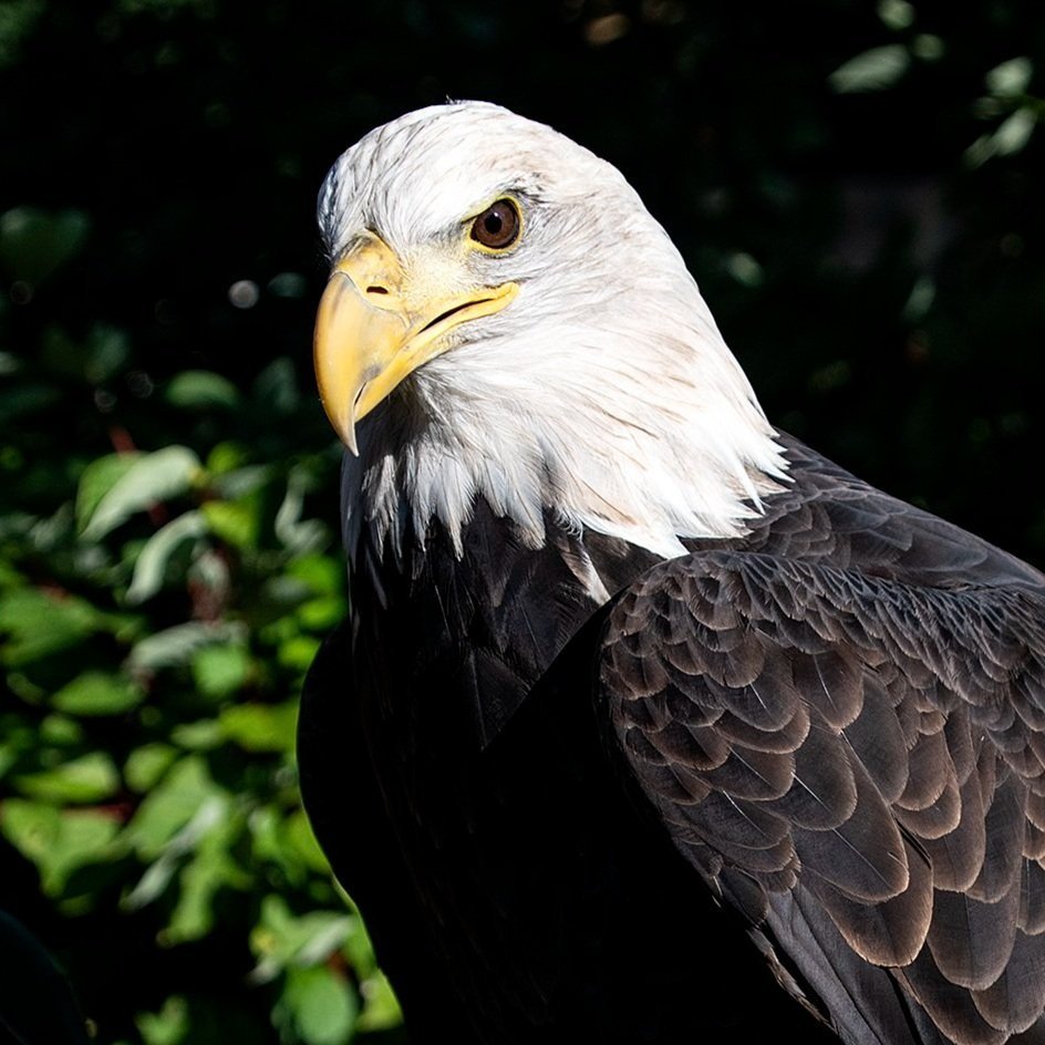 Theo, Bald Eagle Avian Ambassador