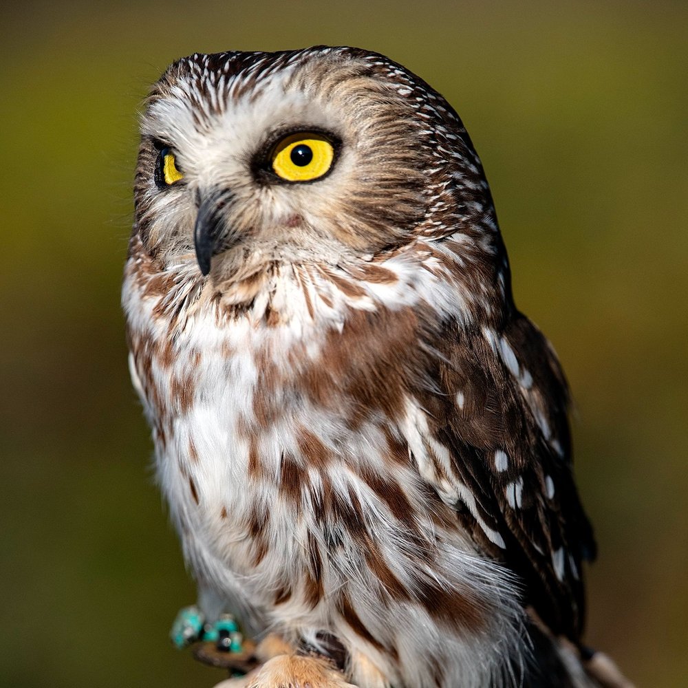 Tilly, Northern Saw-whet Owl Avian Ambassador